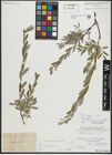 Foto von Salix repens subsp. rosmarinifolia (L.) Andersson